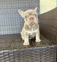 Chloe, a female French Bulldog for sale in Cape Coral, FL – Photo 3 of 4