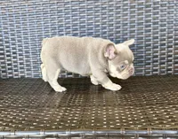 Chloe, a female French Bulldog for sale in Cape Coral, FL – Photo 1 of 4