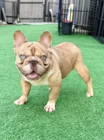 Thor, a male French Bulldog for sale in Cape Coral, FL – 3 of 4
