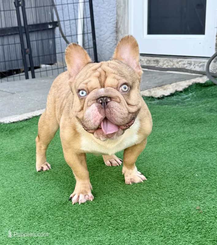 Thor – French Bulldog puppy for sale in Cape Coral, FL