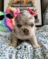 Merlina, a female French Bulldog for sale in Cape Coral, FL – 3 of 3