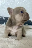 Bruno, a male French Bulldog for sale in Cape Coral, FL – 4 of 4