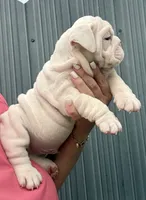 Snow Nino Dumpling , a male English Bulldog for sale in Cape Coral, FL – 2 of 3