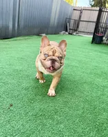 Thor, a male French Bulldog for sale in Cape Coral, FL – 4 of 4