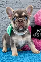 Zoe, a female French Bulldog for sale in Cape Coral, FL – 2 of 3