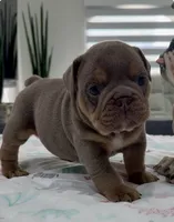 Ulises, a male English Bulldog for sale in Cape Coral, FL – 2 of 3