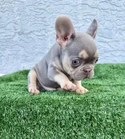 Blue, a male French Bulldog for sale in Cape Coral, FL – 3 of 5