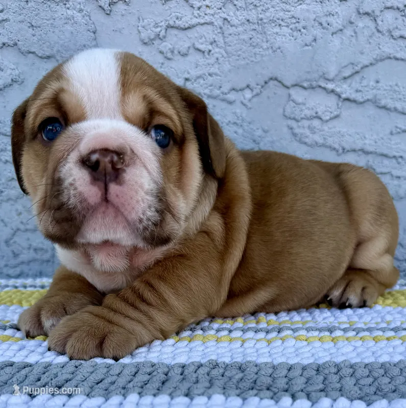 Arthur Nino Dumpling  – English Bulldog puppy for sale in Cape Coral, FL