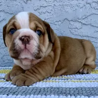 Arthur Nino Dumpling , a male English Bulldog for sale in Cape Coral, FL – 1 of 5
