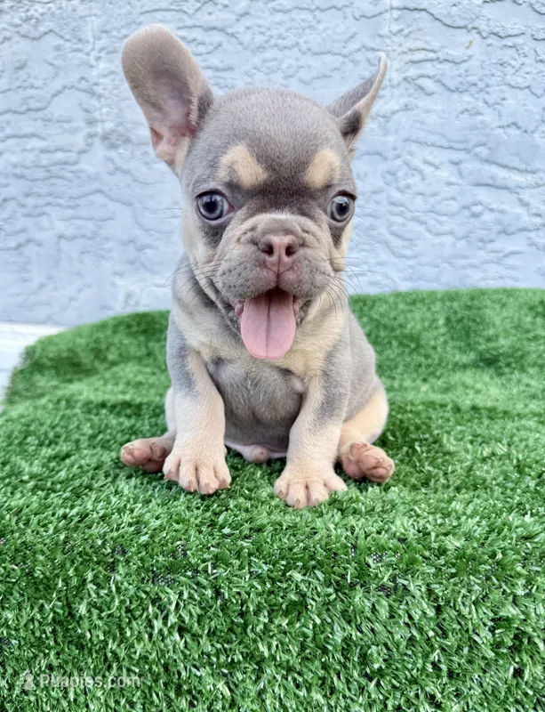 Blue – French Bulldog puppy for sale in Cape Coral, FL
