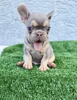 Blue, a male French Bulldog for sale in Cape Coral, FL – 1 of 5