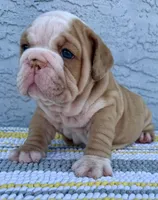 Rose  Dumpling Nina, a male English Bulldog for sale in Cape Coral, FL – 4 of 5