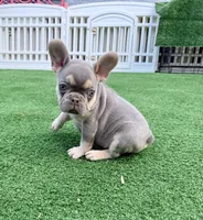 Blue, a male French Bulldog for sale in Cape Coral, FL – 4 of 5