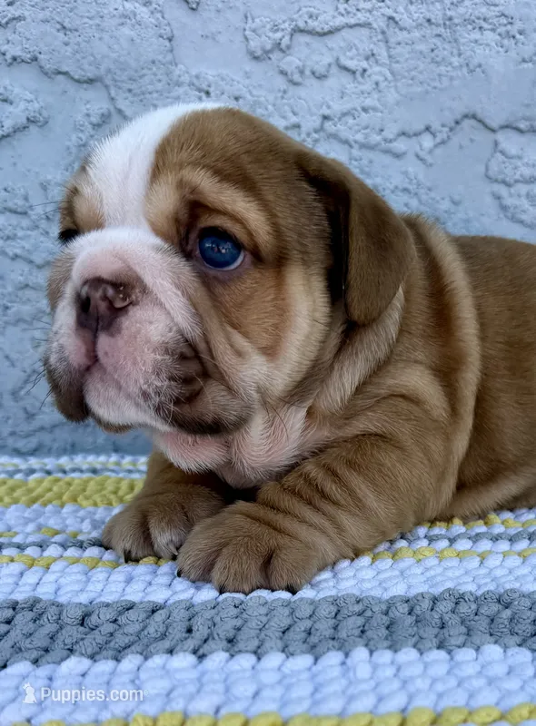Arthur Nino Dumpling  – English Bulldog puppy for sale in Cape Coral, FL