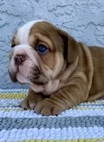 Arthur Nino Dumpling , a male English Bulldog for sale in Cape Coral, FL – 5 of 5
