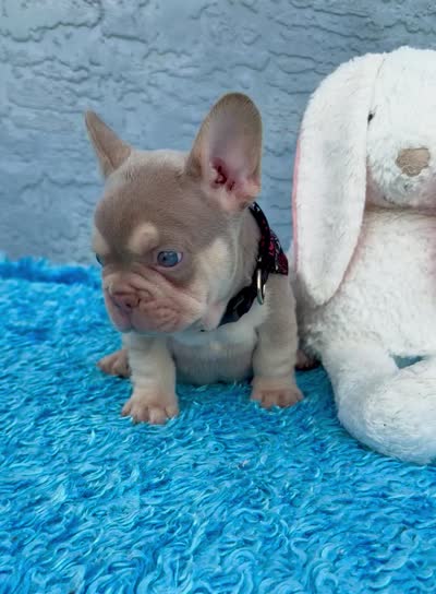 Maximo, a male French Bulldog for sale in Cape Coral, FL – 4 of 4