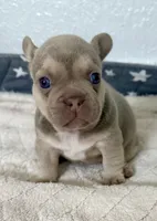 Bruno, a male French Bulldog for sale in Cape Coral, FL – 2 of 4