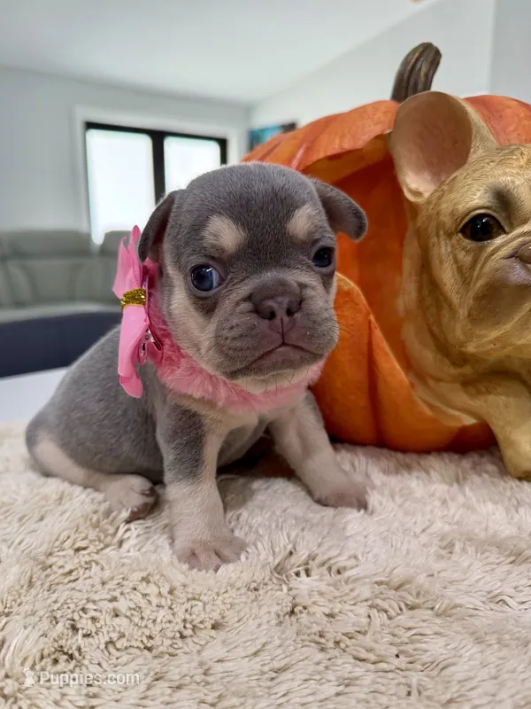 Athena – French Bulldog puppy for sale in Cape Coral, FL