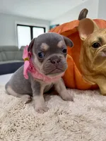 Athena, a female French Bulldog for sale in Cape Coral, FL – 1 of 5