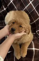 Autumn, a female Golden Retriever for sale in Leslie, MI – Photo 1 of 4