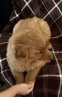 Autumn, a female Golden Retriever for sale in Leslie, MI – Photo 4 of 4