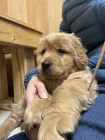 Autumn, a female Golden Retriever for sale in Leslie, MI – Photo 2 of 4