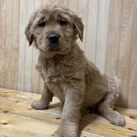 Trixie, a female Golden Retriever for sale in Leslie, MI – Photo 2 of 5