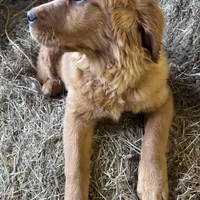 Trixie, a female Golden Retriever for sale in Leslie, MI – Photo 5 of 5
