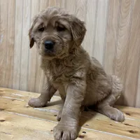 Trixie, a female Golden Retriever for sale in Leslie, MI – Photo 3 of 5