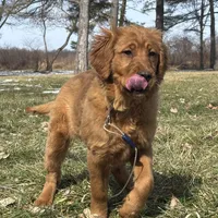 Trixie, a female Golden Retriever for sale in Leslie, MI – Photo 1 of 5