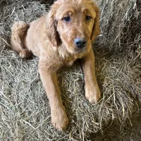 Trixie, a female Golden Retriever for sale in Leslie, MI – Photo 4 of 5
