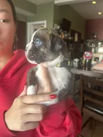 AKC Yellow, a female Boxer for sale in Miami, FL – 2 of 8