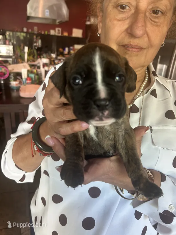 AKC Green  – Boxer puppy for sale in Miami, FL