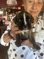 AKC Green , a male Boxer for sale in Miami, FL – 1 of 6