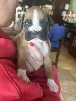 AKC Pink, a female Boxer for sale in Miami, FL – 7 of 8