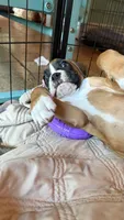 AKC Orange, a female Boxer for sale in Miami, FL – 4 of 7