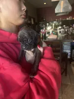 Red, a female Boxer for sale in Miami, FL – 4 of 7