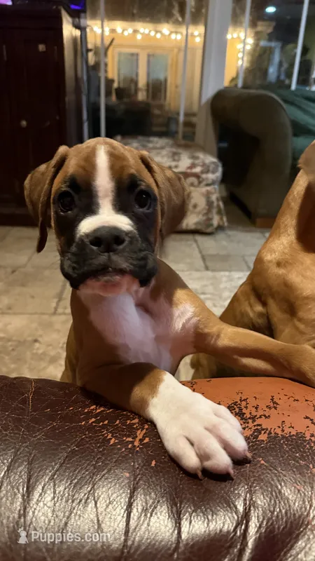 AKC Pink – Boxer puppy for sale in Miami, FL