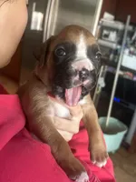 AKC Purple, a male Boxer for sale in Miami, FL – 4 of 7