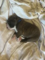 AKC Blue, a male Boxer for sale in Miami, FL – 4 of 10