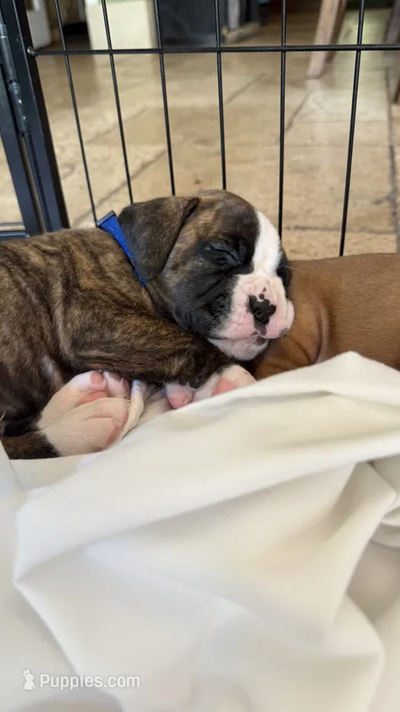 AKC Blue – Boxer puppy on hold in Miami, FL