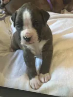 AKC Blue, a male Boxer for sale in Miami, FL – 2 of 10