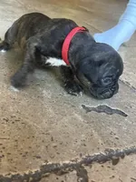 Red, a female Boxer for sale in Miami, FL – 6 of 7
