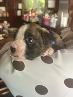 AKC Blue, a male Boxer for sale in Miami, FL – 5 of 10