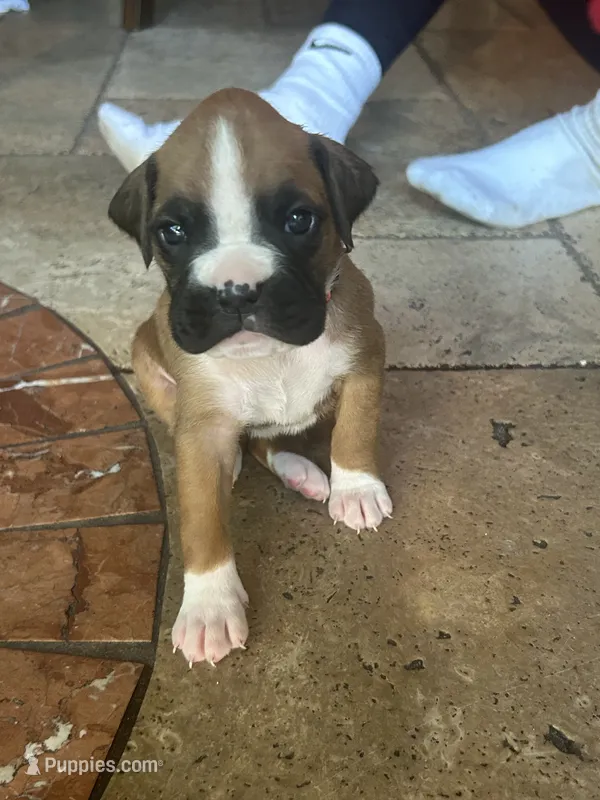 AKC Pink – Boxer puppy for sale in Miami, FL