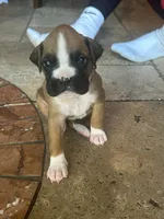 AKC Pink, a female Boxer for sale in Miami, FL – 1 of 8