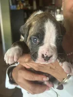 AKC Blue, a male Boxer for sale in Miami, FL – 8 of 10