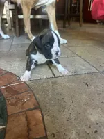AKC Yellow, a female Boxer for sale in Miami, FL – 7 of 8