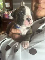 AKC Blue, a male Boxer for sale in Miami, FL – 9 of 10