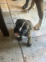 AKC Green , a male Boxer for sale in Miami, FL – 5 of 6